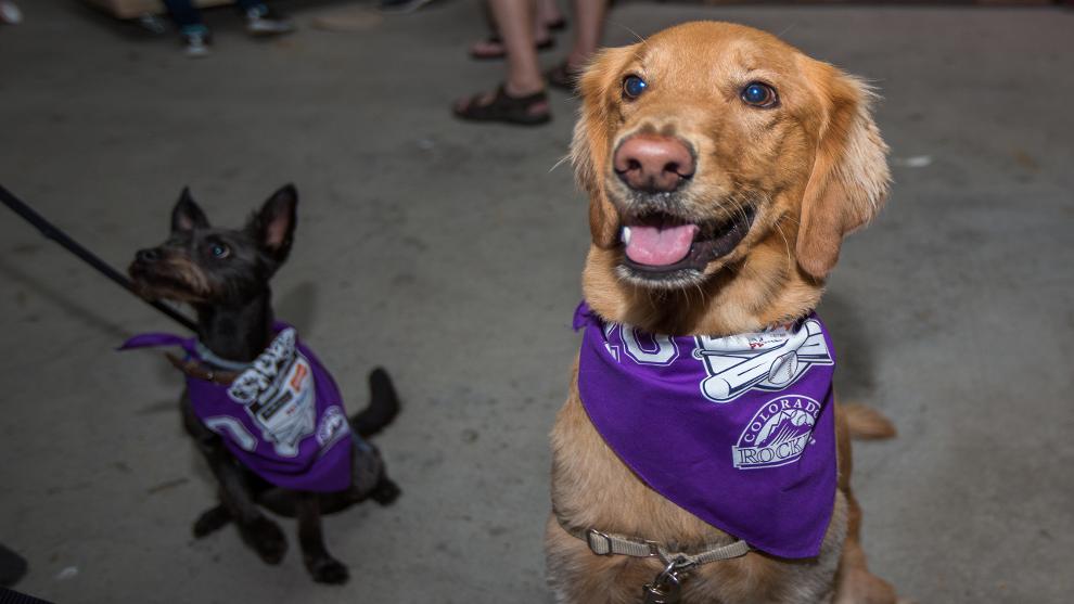 colorado rockies dog jersey